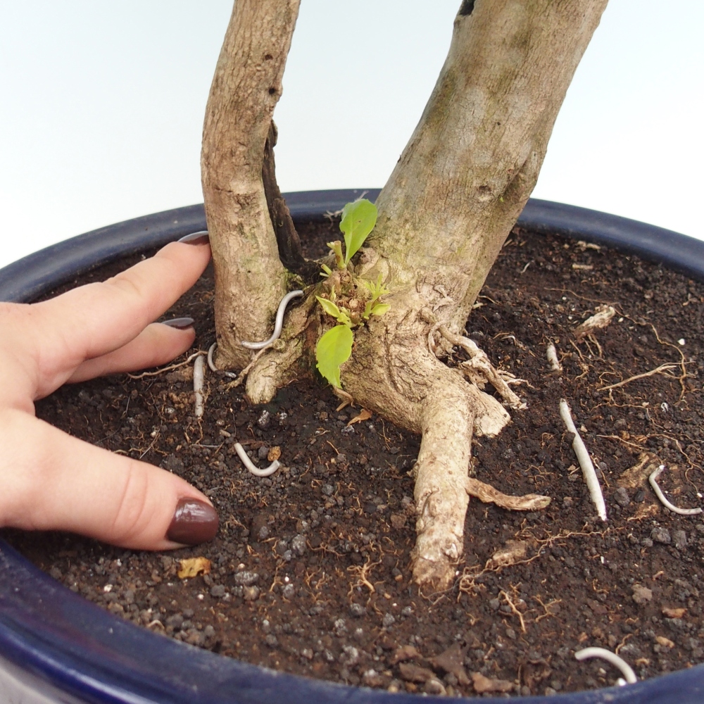 Bonsaï de chambre - Duranta erecta Aurea
