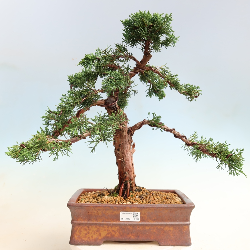 Bonsaï d'extérieur - Juniperus chinensis Kishu