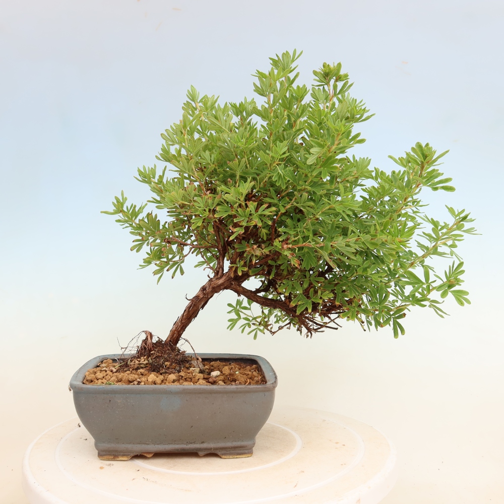 Bonsaï d'extérieur - Potentille arbustive - Potentilla fruticosa Bellissima