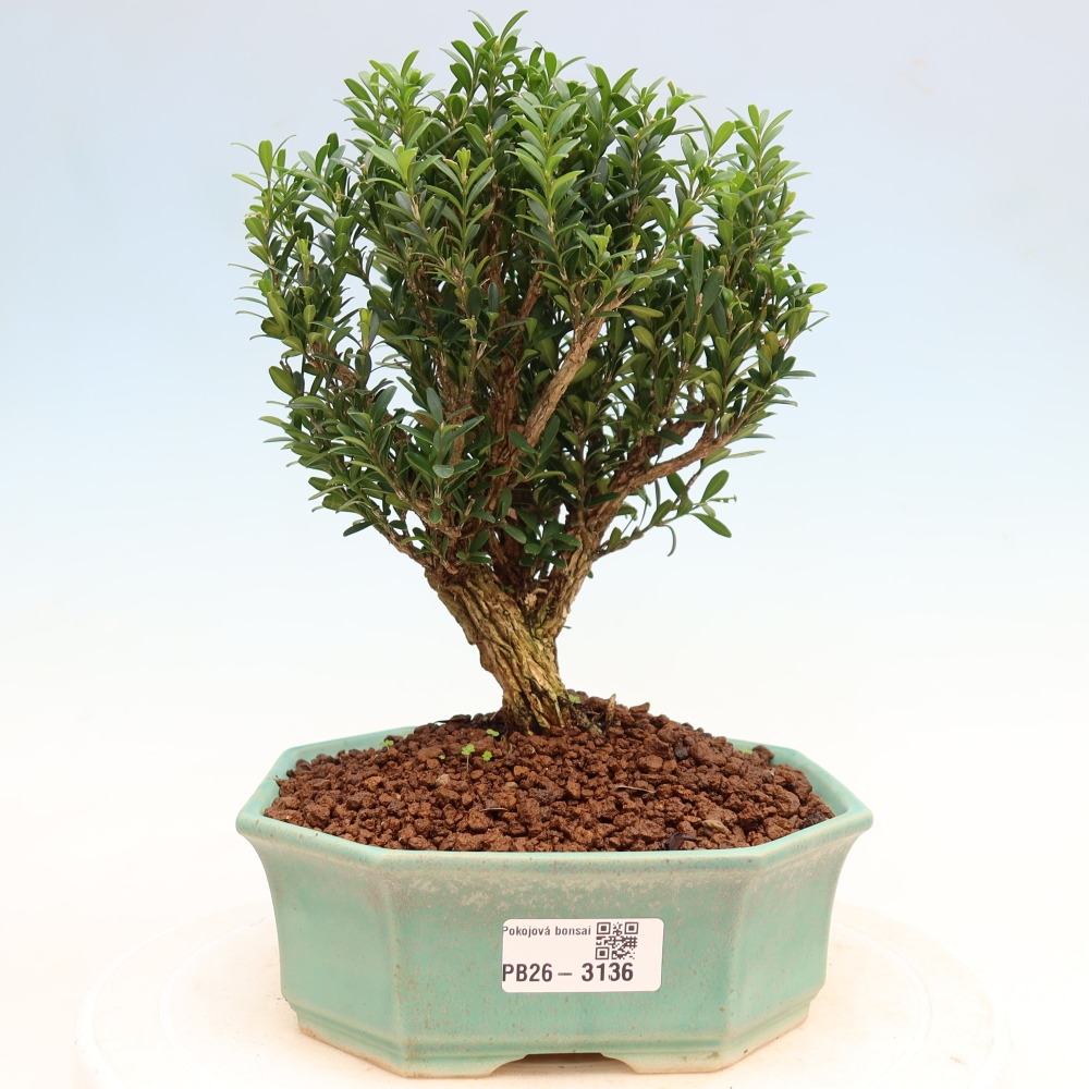 Bonsaï de chambre - Buxus harlandii - buxus liège