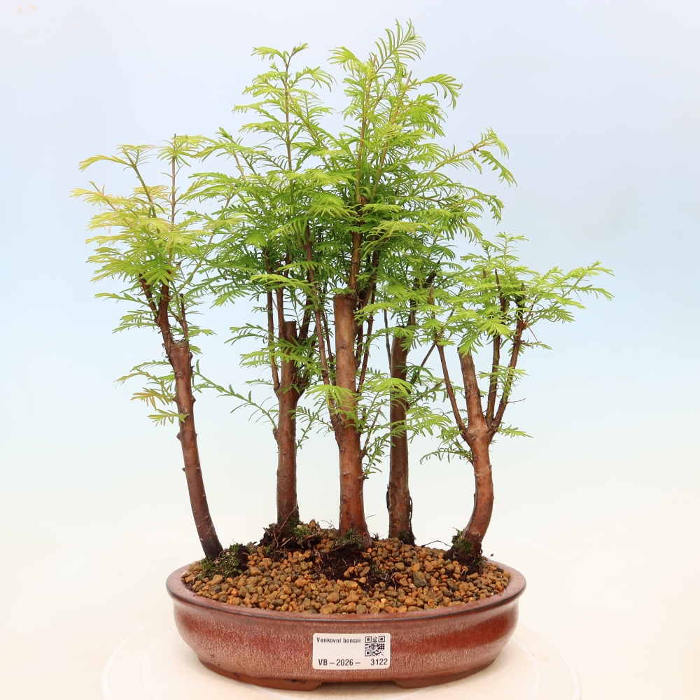 Bonsaï d'extérieur - Metasequoia glyptostroboides - Métaséquoia de Chine - petit bosquet
