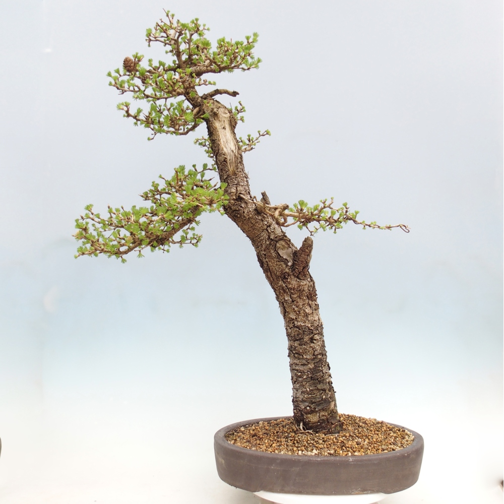Bonsaï d'extérieur -Larix decidua - Mélèze - Transport sur palette uniquement