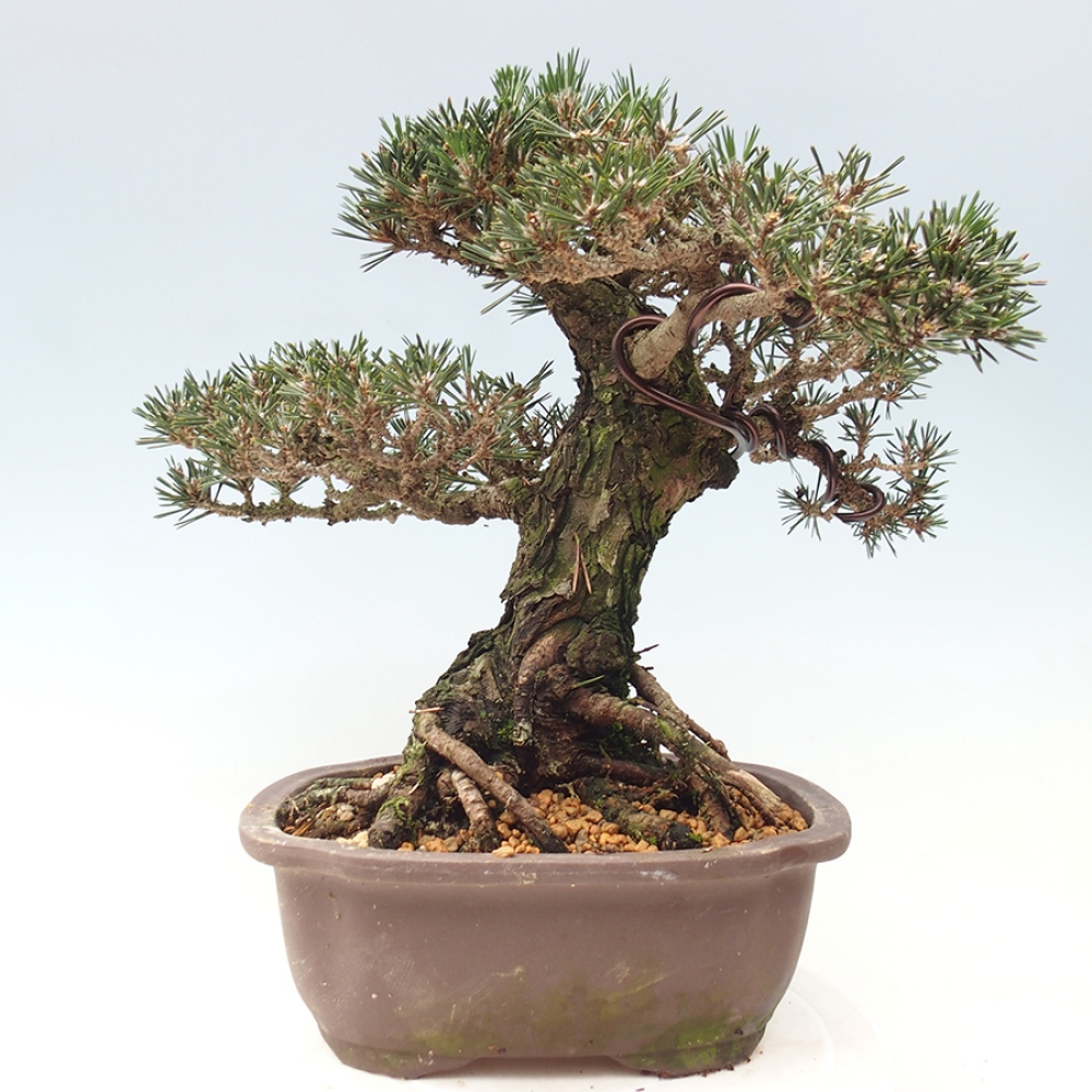 Bonsaï d'extérieur - Pinus thunbergii Kotobuki - Pin de Thunberg