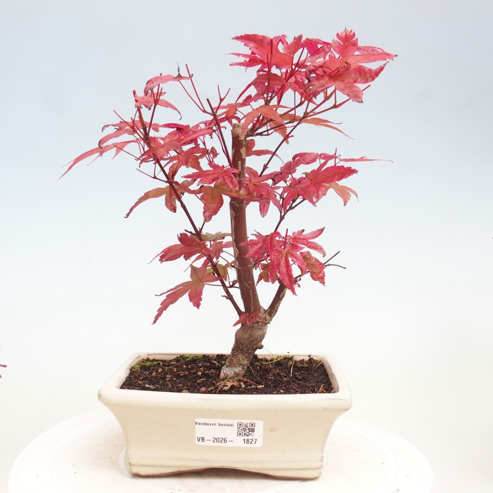 Bonsaï d'extérieur - Acer palmatum DESHOJO