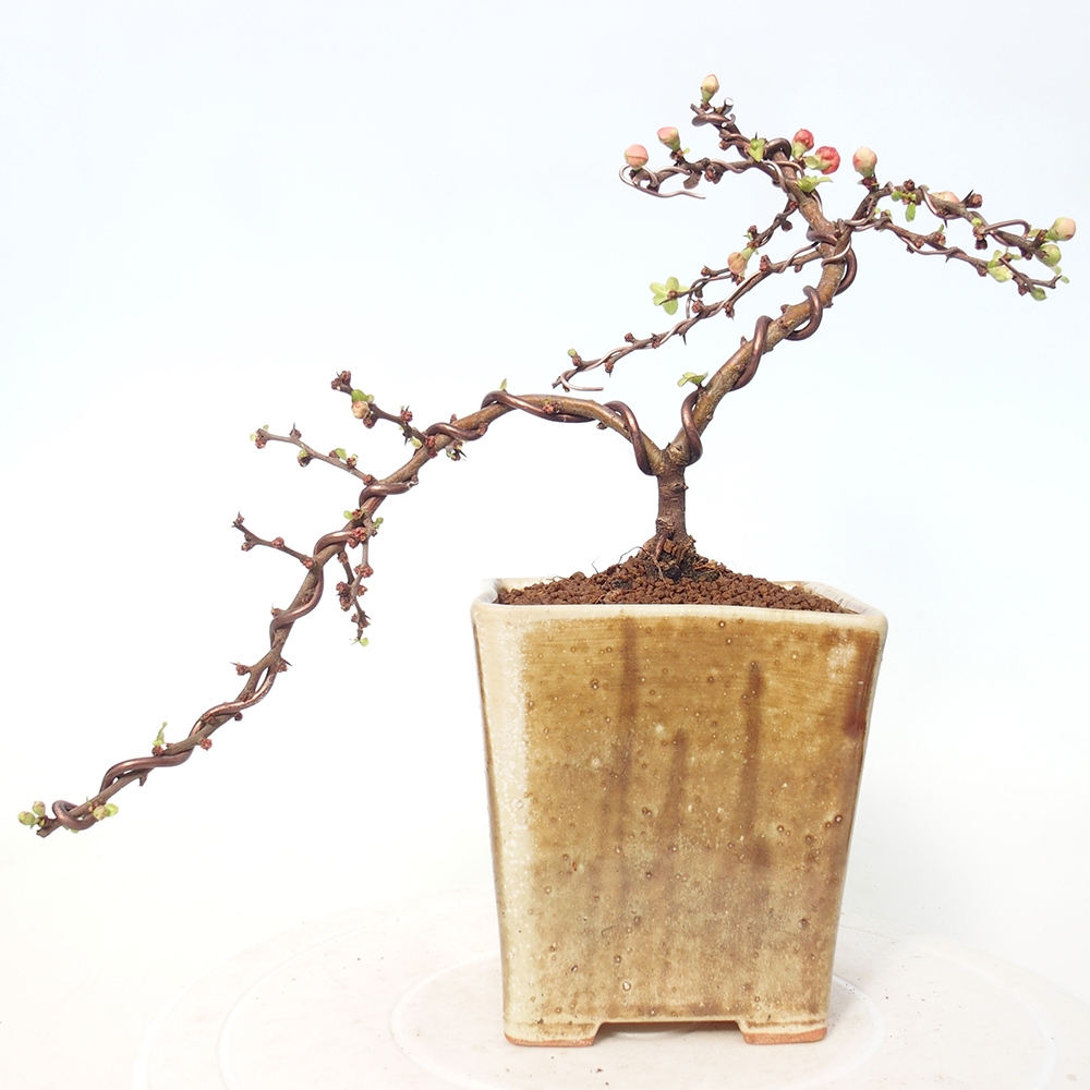 Bonsaï d'extérieur - Chaneomeles s. Red Joy - Coing