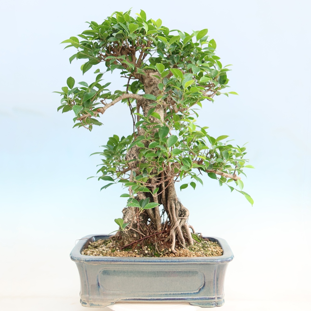 Salle bonsaï - Ficus kimmen - ficus à petites feuilles