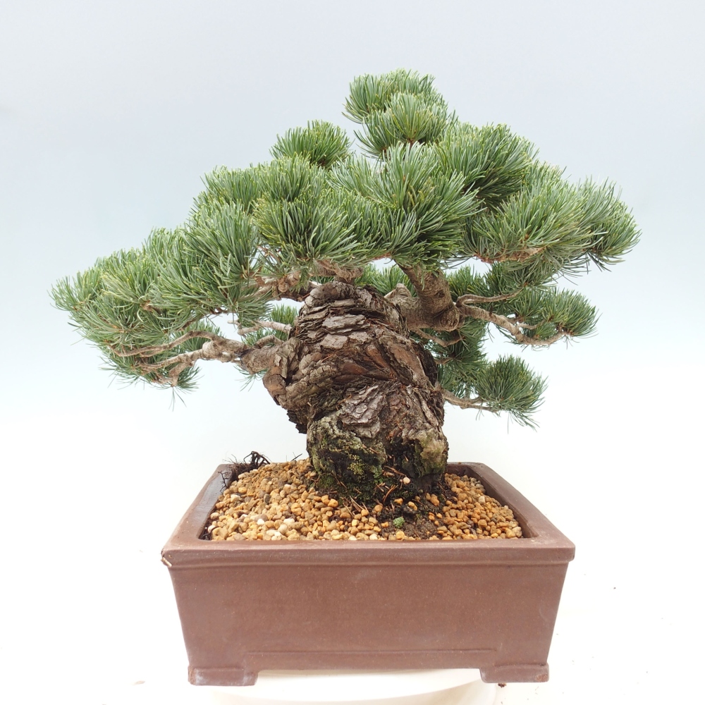 Bonsaï d'extérieur - Pinus parviflora - Pinus parviflora