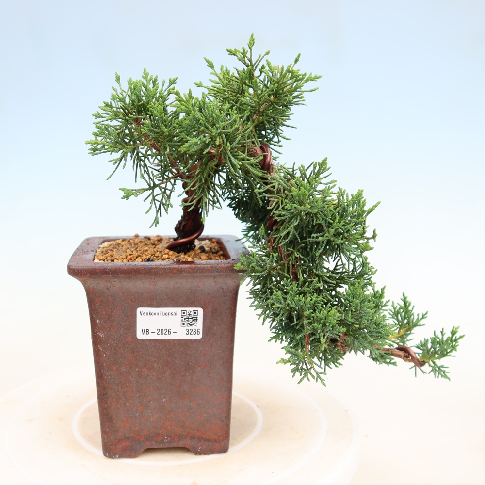 Bonsaï d'extérieur - Juniperus chinensis Kishu