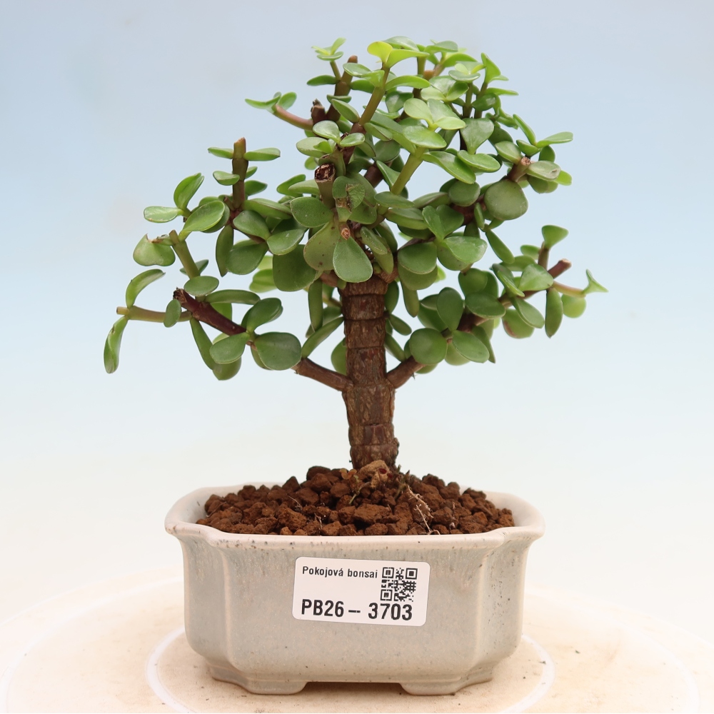 Bonsaï de chambre - Portulakaria Afra - Tlustice