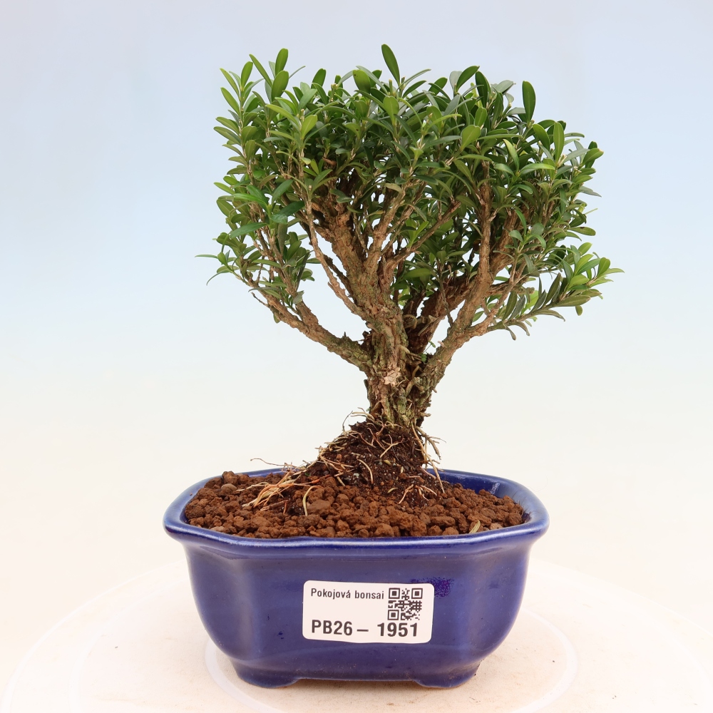 Bonsaï de chambre - Buxus harlandii - buxus liège