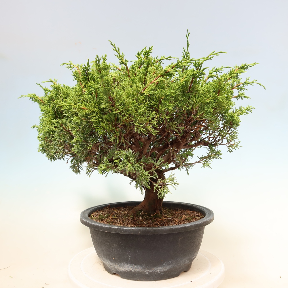 Bonsaï d'extérieur - Juniperus chinensis Itoigawa-Juniperus chinensis