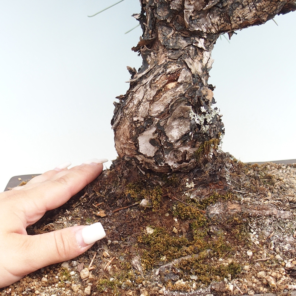 Bonsaï d'extérieur - Pinus thunbergii - Pin de Thunberg