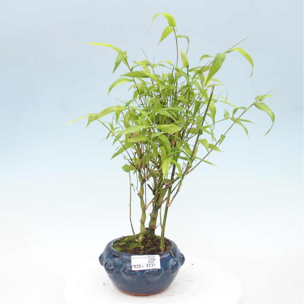 Bonsaï de chambre - Bamboo budha-Bamboo budha belly