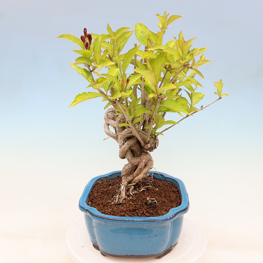 Bonsaï d'extérieur - Weigela subsessilis - Weigela de Corée