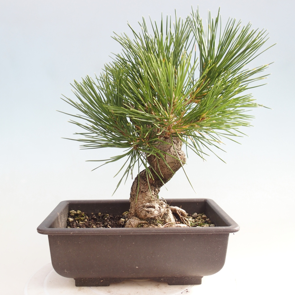 Bonsaï d'extérieur - Pinus thunbergii - Pin de Thunberg