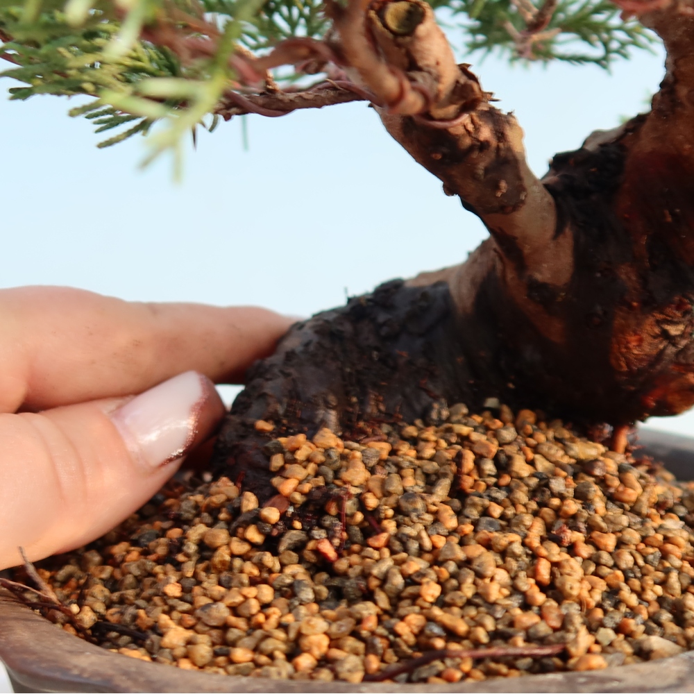 Bonsaï d'extérieur - Juniperus chinensis Itoigawa
