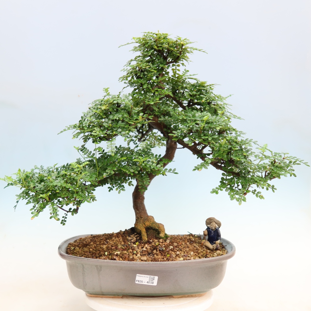 Salle bonsaï - Zantoxylum piperitum - arbre à poivre