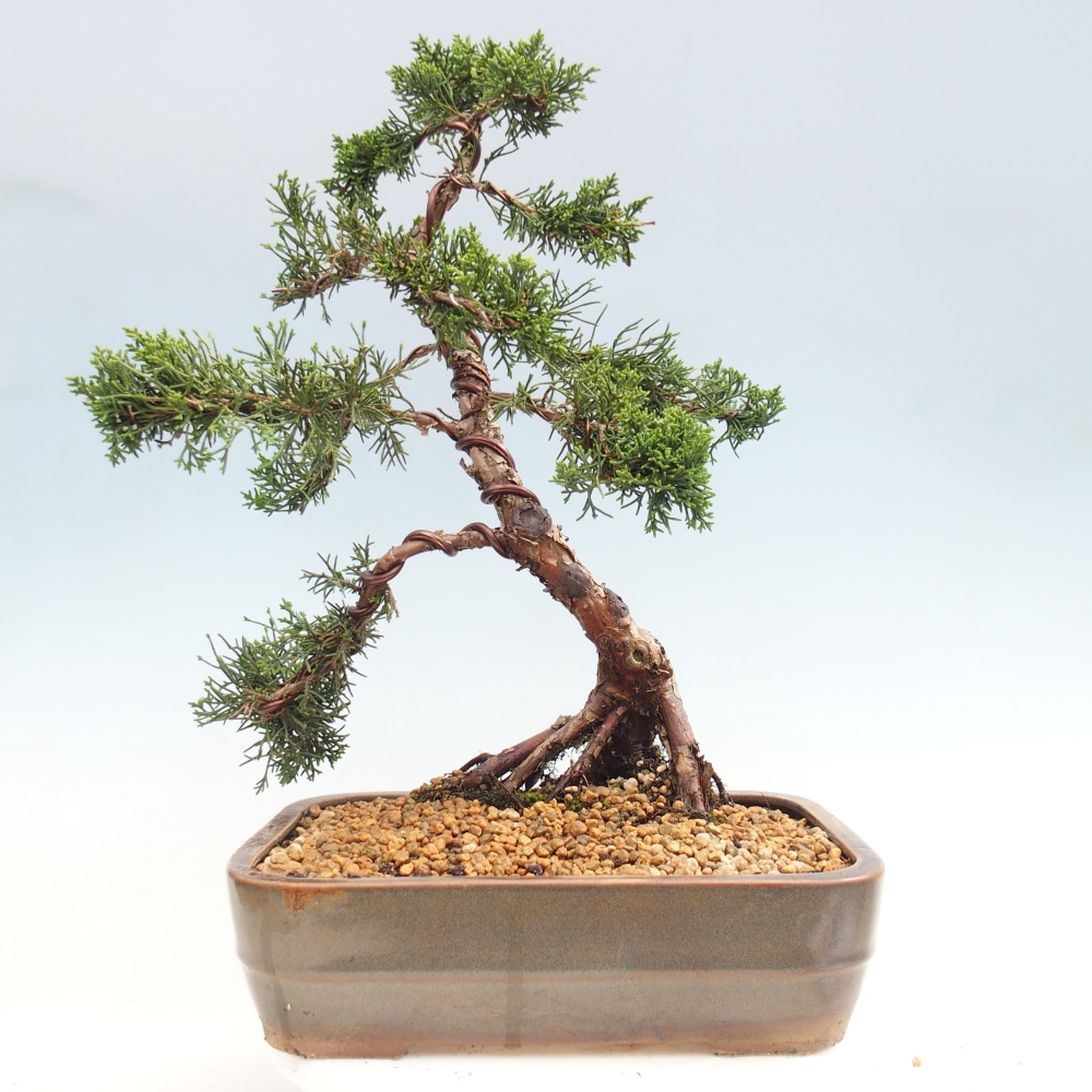 Bonsaï d'extérieur - Juniperus chinensis Kishu