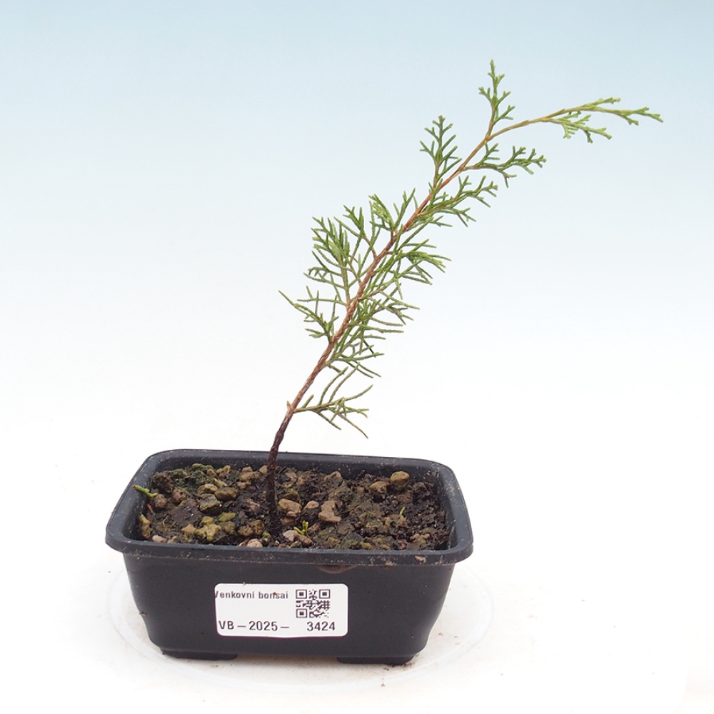 Bonsaï d'extérieur - Juniperus chinensis Itoigawa