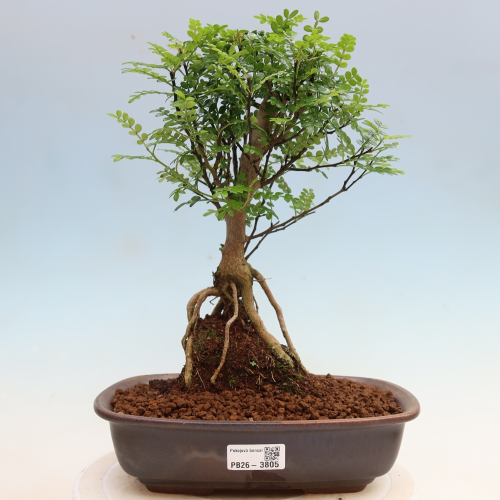 Salle bonsaï - Zantoxylum piperitum - arbre à poivre