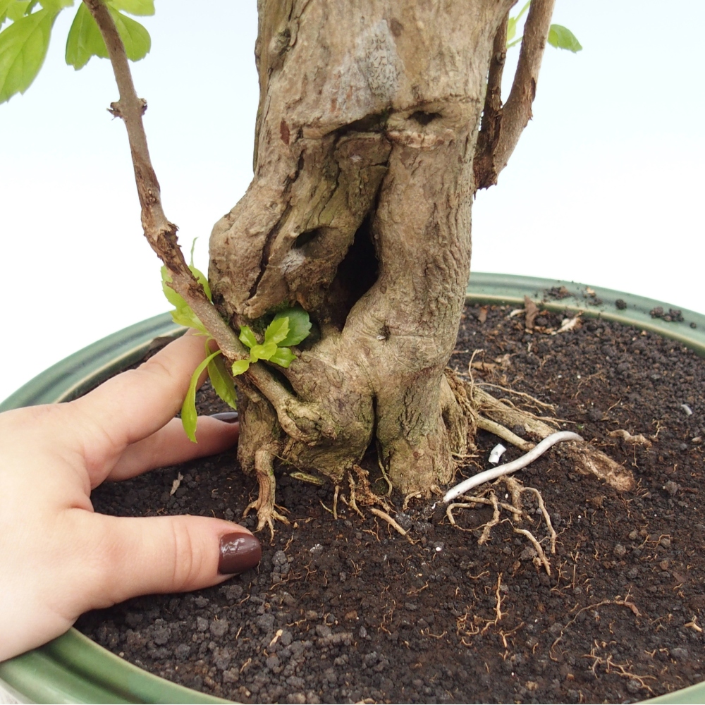 Bonsaï de chambre - Duranta erecta Aurea - COLLECTION PERSONNELLE UNIQUEMENT ou transport sur palette