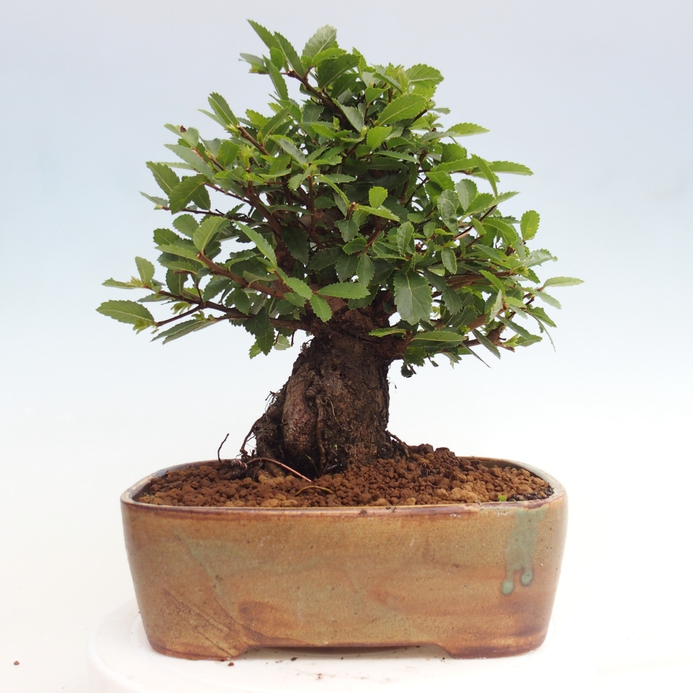 Bonsaï d'extérieur - Zelkova - Zelkova NIRE