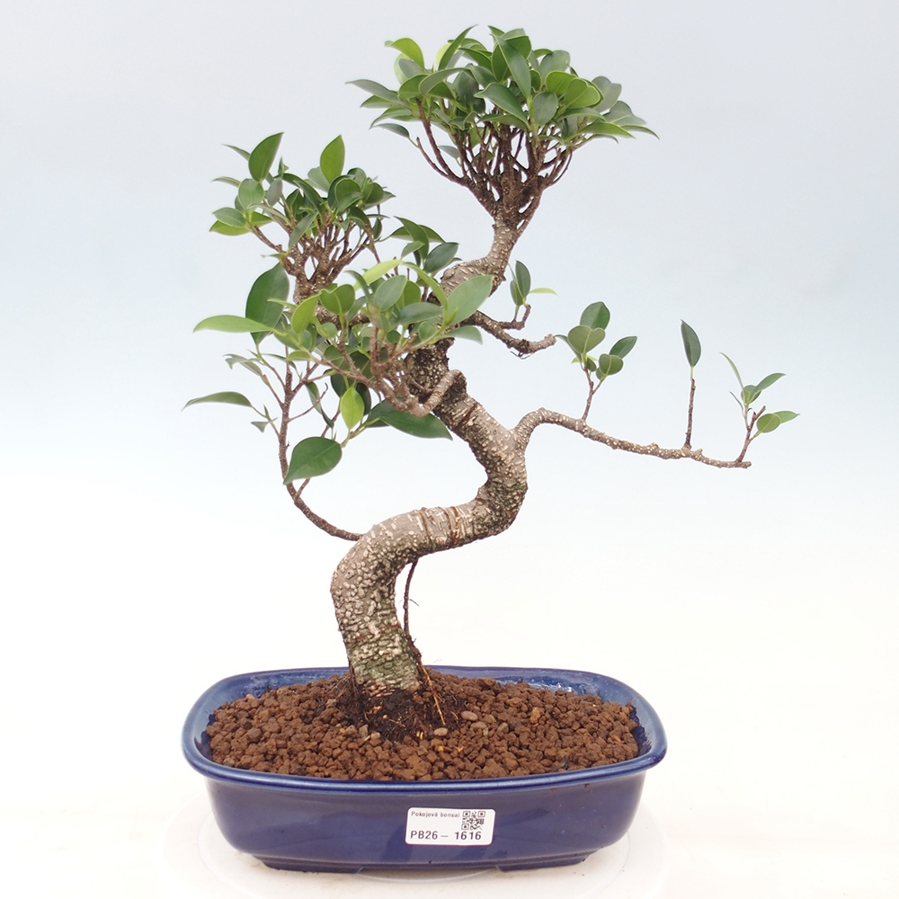 Salle bonsaï - Ficus kimmen - ficus à petites feuilles