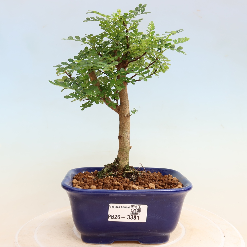 Salle bonsaï - Zantoxylum piperitum - arbre à poivre