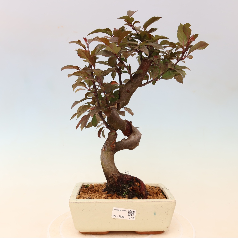 Bonsaï d'extérieur -Malus domestica - Pommier à petits fruits et à feuilles rouges