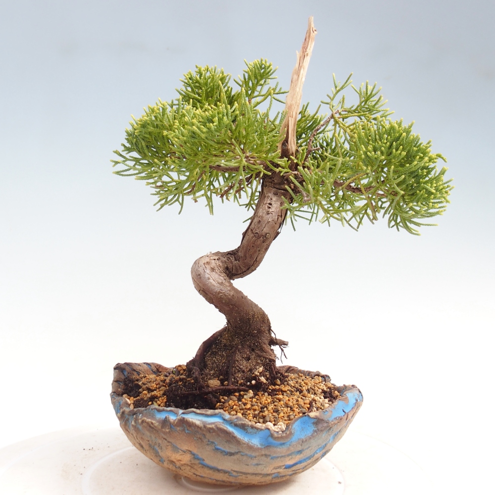 Bonsaï d'extérieur - Juniperus chinensis Kishu