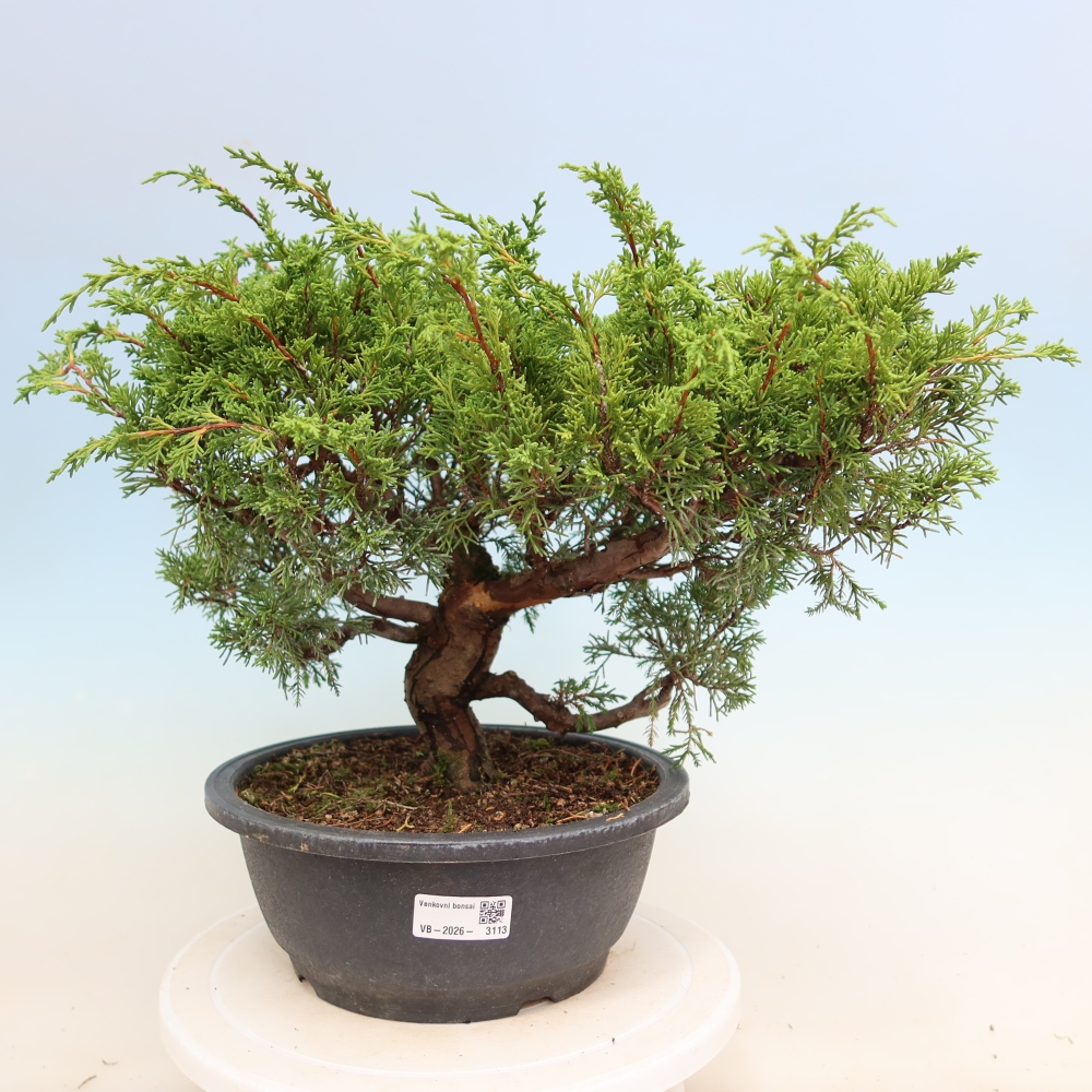 Bonsaï d'extérieur - Juniperus chinensis Itoigawa-Juniperus chinensis