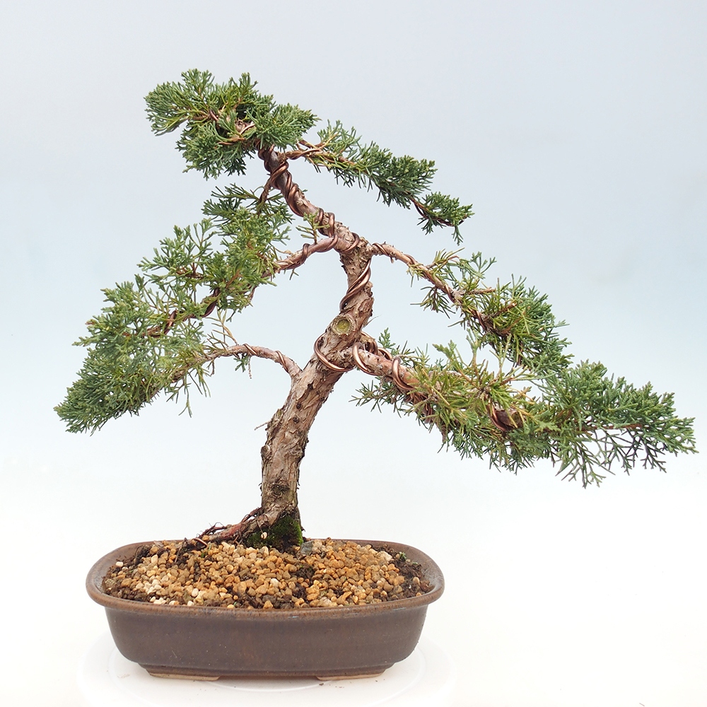 Bonsaï d'extérieur - Juniperus chinensis Kishu