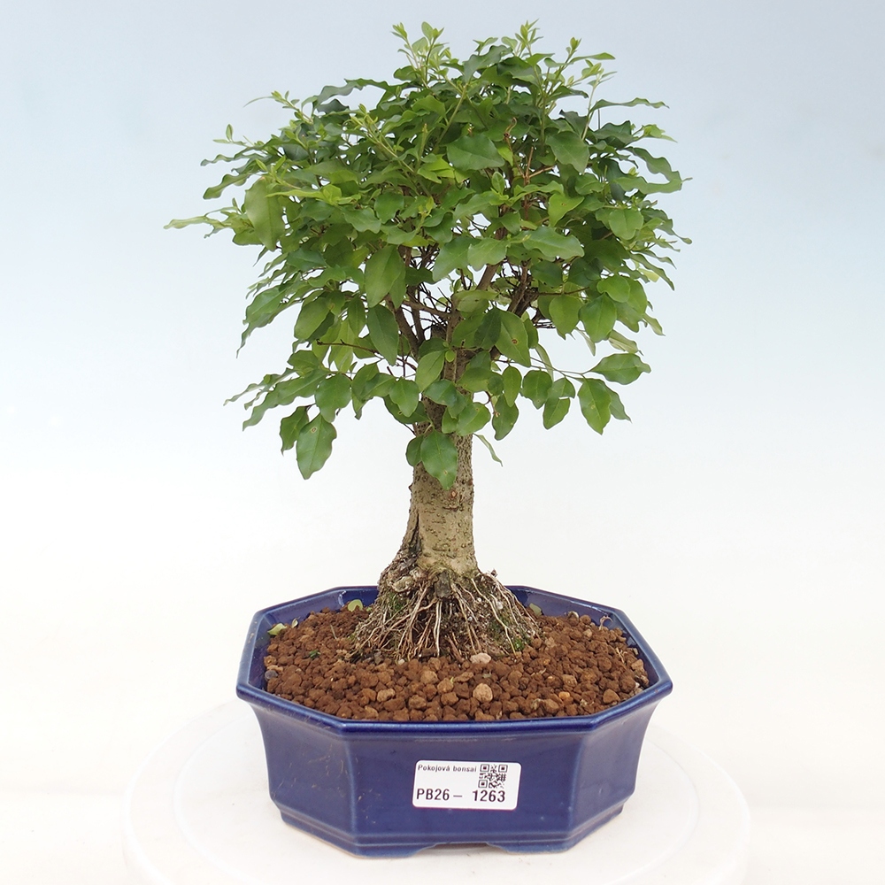 Bonsaï de chambre -Ligustrum chinensis - Bec d'oiseau