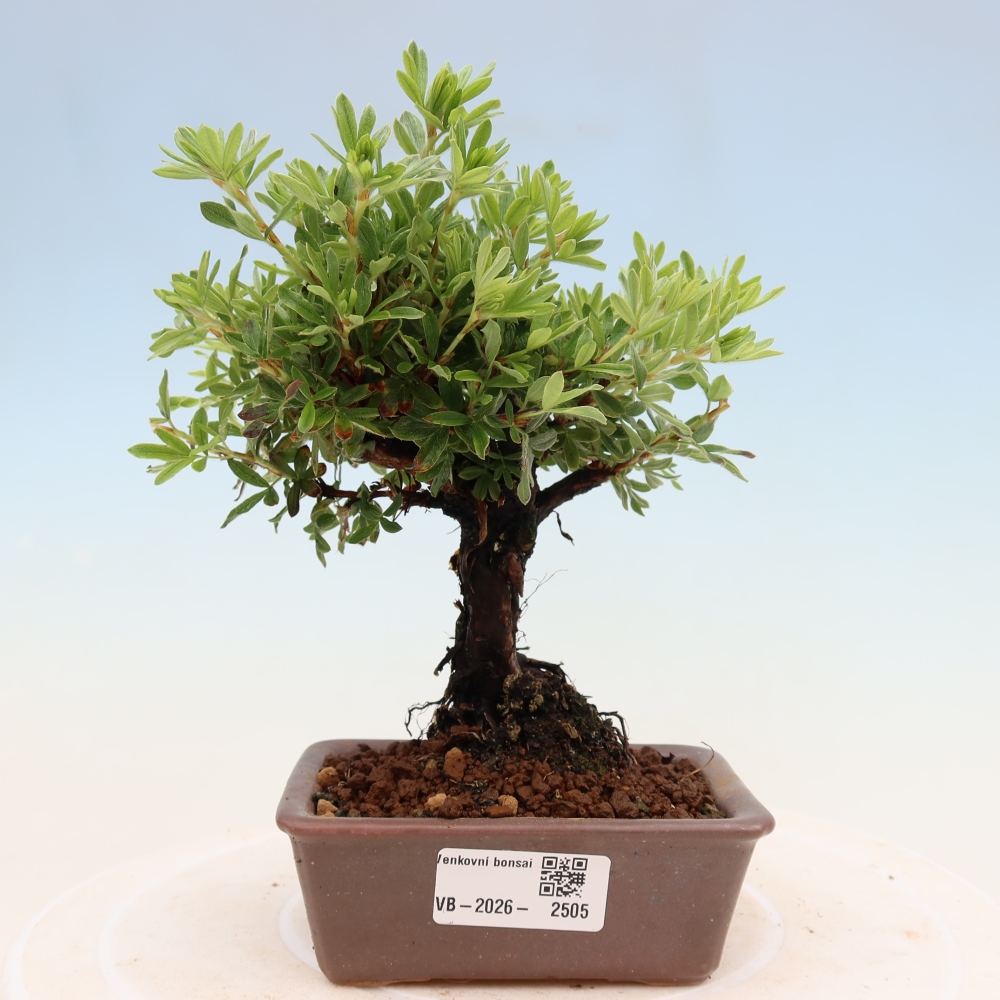 Bonsaï d'extérieur - Potentila fruticosa