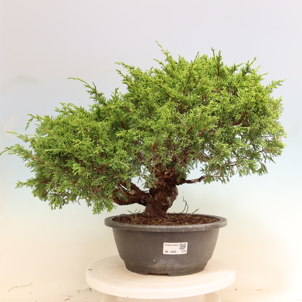 Bonsaï d'extérieur - Juniperus chinensis Itoigawa-Juniperus chinensis