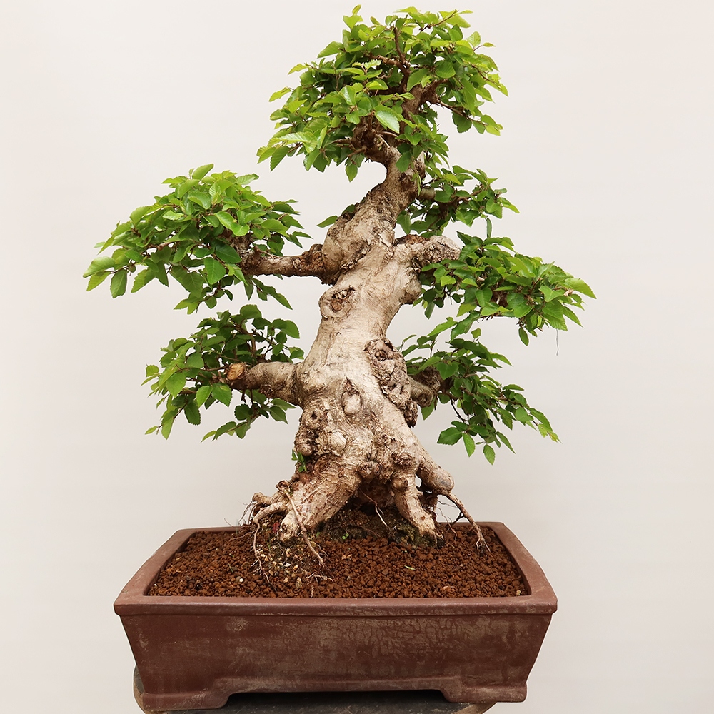 Bonsaï d'extérieur -Carpinus Coreana - Charme de Corée