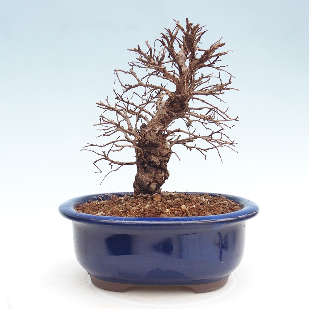 Bonsaï d'extérieur - Zelkova - Zelkova NIRE
