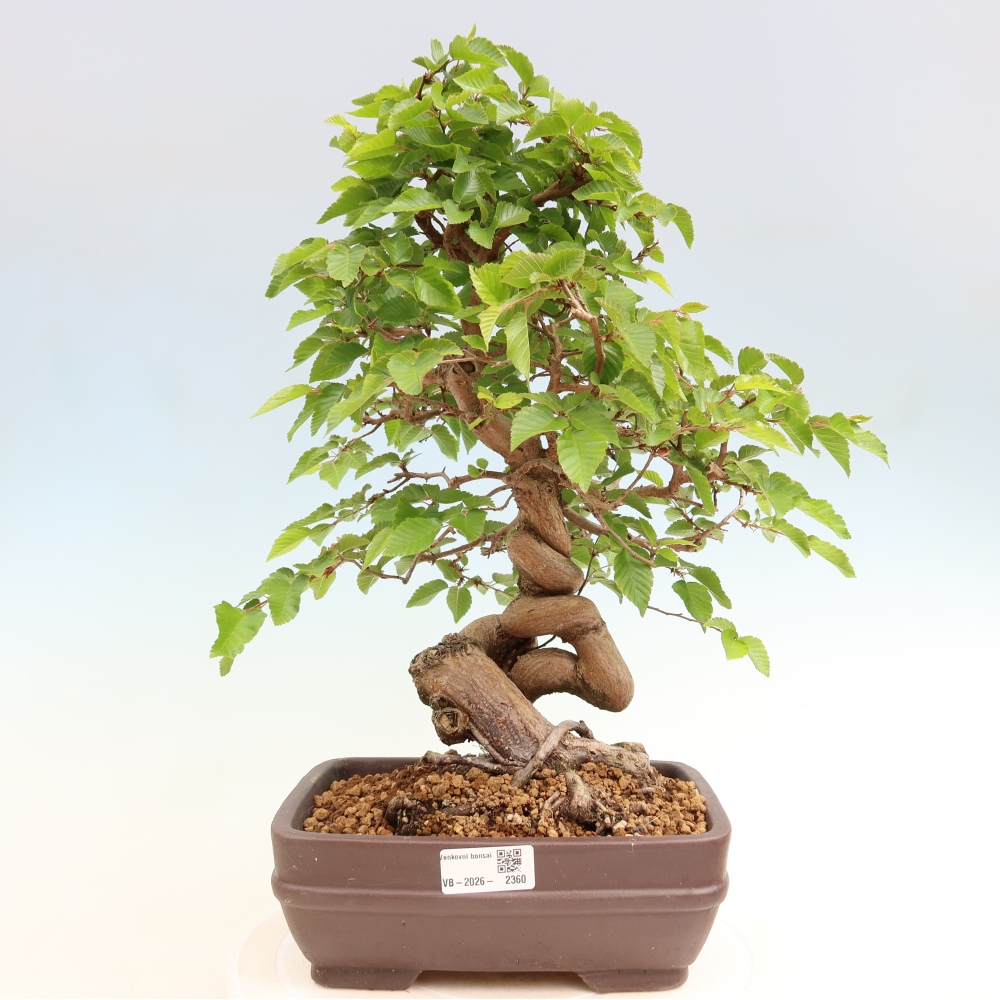 Bonsaï d'extérieur -Carpinus Coreana - Charme de Corée