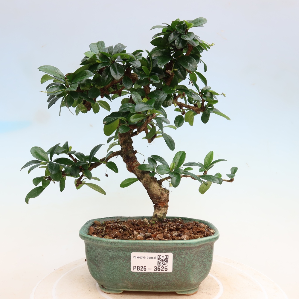 Bonsaï de chambre - Carmona macrophylla - Tea fuki
