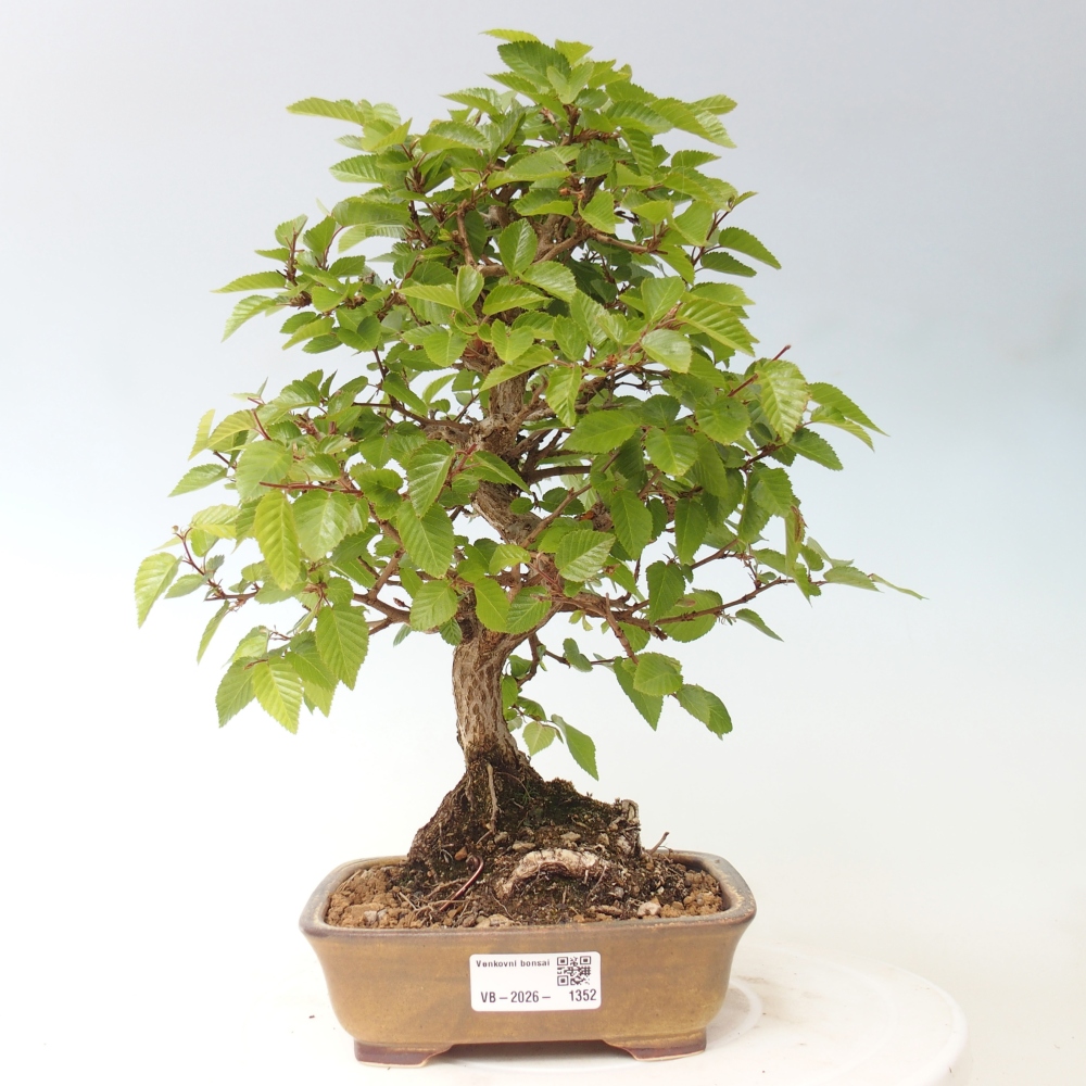 Bonsaï d'extérieur -Carpinus CARPINOIDES - Charme de Corée