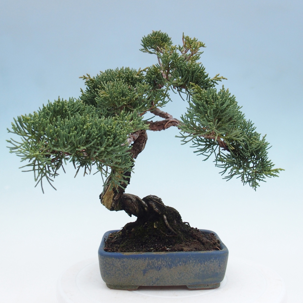 Bonsaï d'extérieur - Juniperus chinensis Kishu