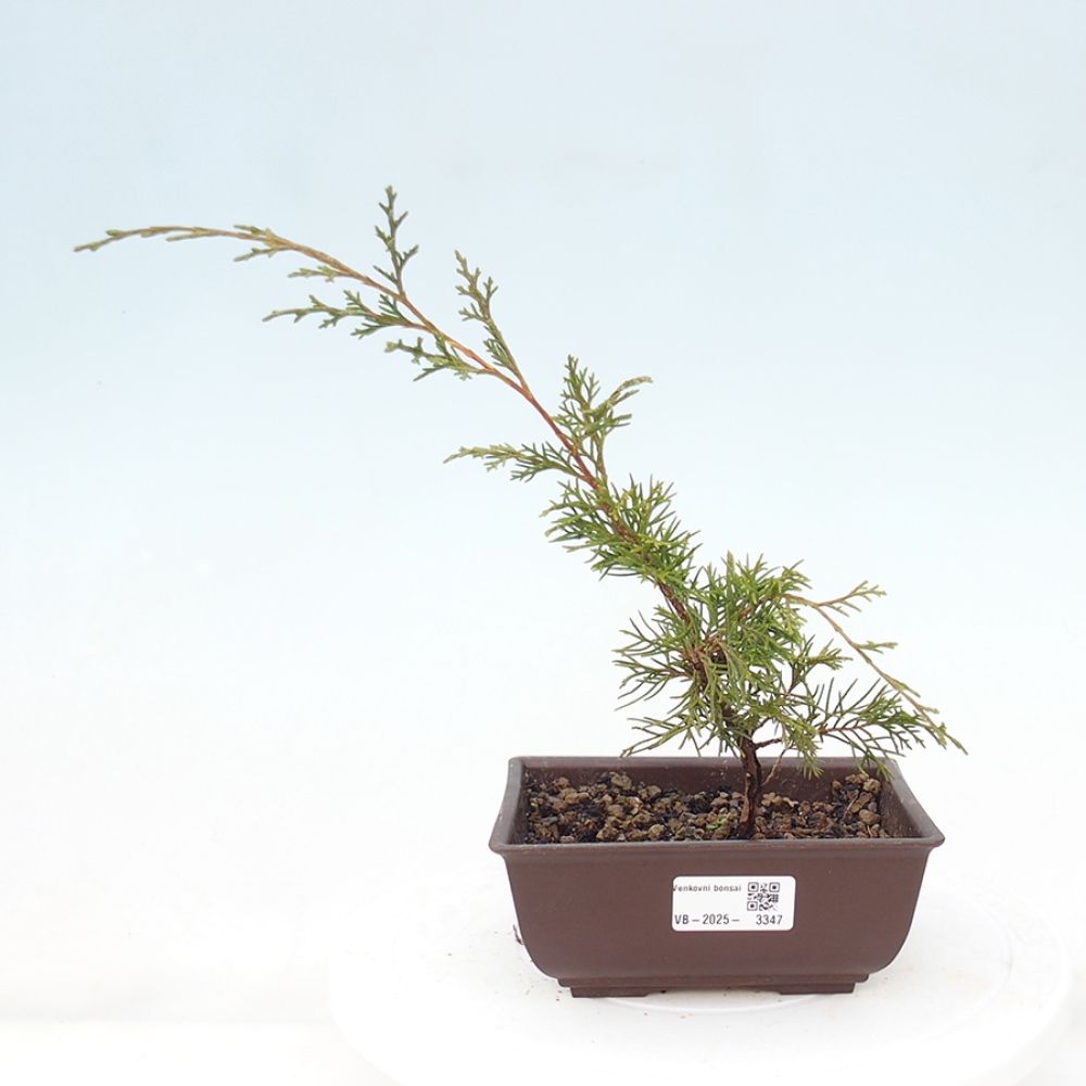 Bonsaï d'extérieur - Juniperus chinensis Itoigawa