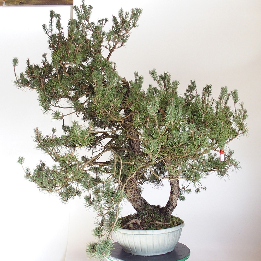 Yamadori - Pinus sylvestris Espagne