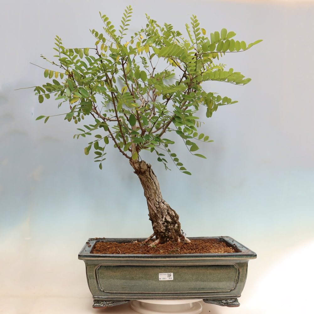 Bonsaï d'extérieur - Acacia épineux - Robinia pseudoacacia