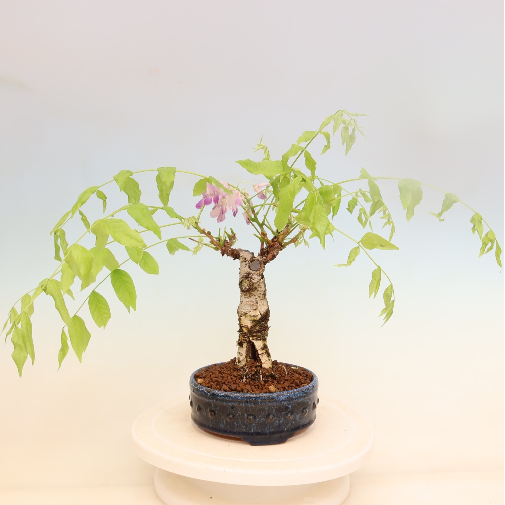Bonsaï d'extérieur - Wisteria floribunda