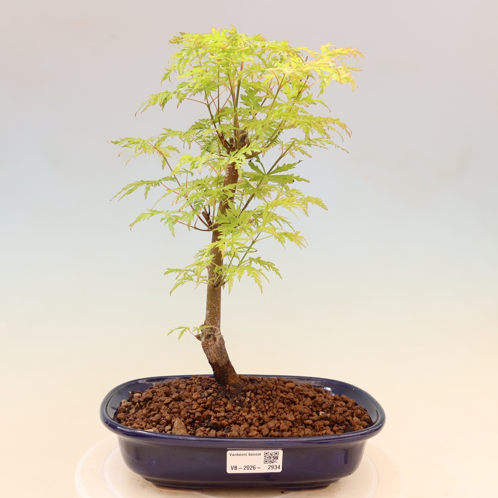 Bonsaï d'extérieur - Acer palmatum Dissectum