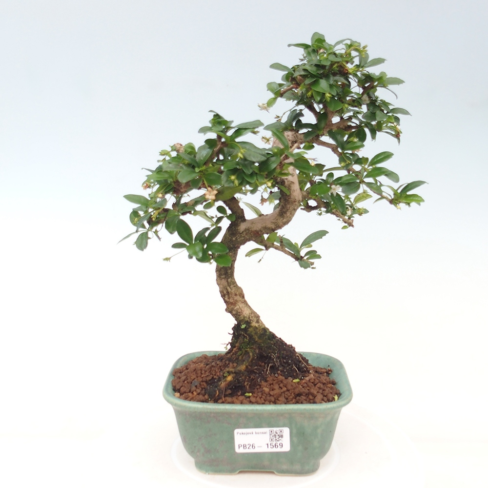 Bonsaï de chambre - Carmona macrophylla - Tea fuki