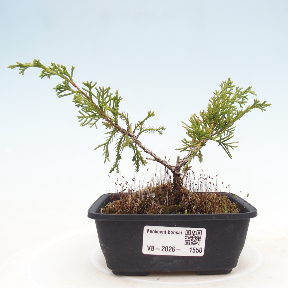 Bonsaï d'extérieur - Juniperus chinensis Itoigawa
