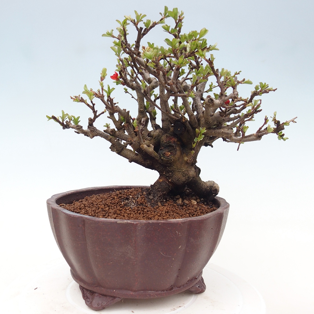 Bonsaï d'extérieur - Chaneomeles speciosa - Coing