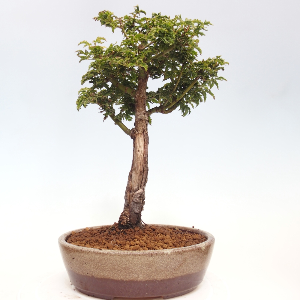 Bonsaï d'extérieur -Javor palm Acer palmatum Shishigashira
